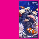 TONER MAGENTA P/C7120/C7125/C7130 18,500 PAGINAS 